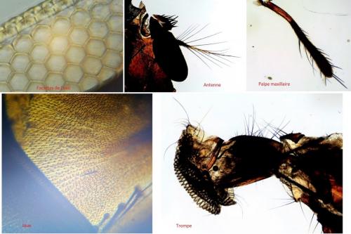 Calliphora vicina